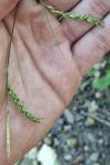 Carex sylvatica