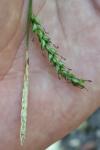 Carex sylvatica