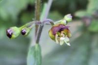 Scrophularia nodosa