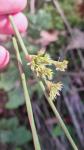 Juncus effusus