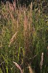 Calamagrostis epigejos