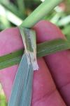 Calamagrostis epigejos