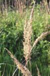 Calamagrostis epigejos