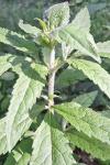 Eupatorium cannabinum