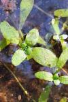 Callitriche stagnalis