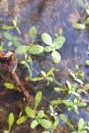 Callitriche stagnalis