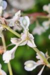 Fallopia baldschuanica