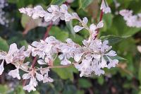 Fallopia baldschuanica