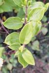 Fallopia baldschuanica