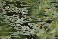 Potamogeton natans