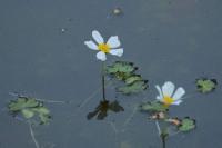 Ranunculus peltatus