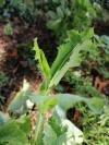 Lactuca serriola