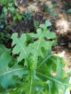 Lactuca serriola