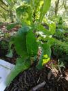 Lactuca serriola