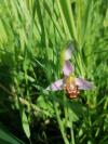 Ophrys apifera