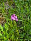 Anacamptis pyramidalis