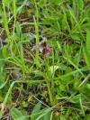 Ophrys apifera