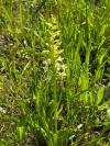 Platanthera