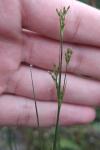 Juncus compressus
