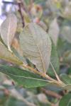 Salix atrocinerea
