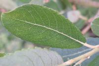 Salix atrocinerea