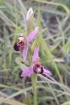 Ophrys apifera