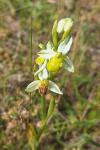 Ophrys apifera