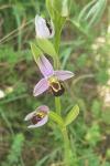 Ophrys apifera
