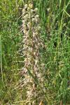 Himantoglossum hircinum