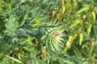 Carduus nutans