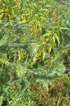 Carduus nutans