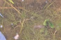 Ranunculus peltatus