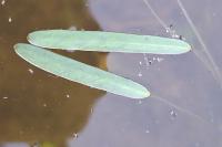 Damasonium alisma