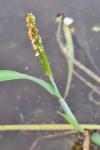 Alopecurus aequalis