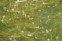 Potamogeton trichoides