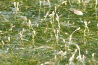 Potamogeton trichoides