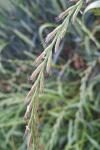 Lolium multiflorum