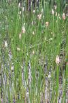 Eleocharis palustris