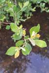 Salix atrocinerea