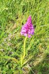Anacamptis pyramidalis