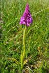 Anacamptis pyramidalis