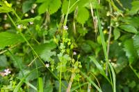 Geranium lucidum