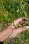 Sisymbrium officinale