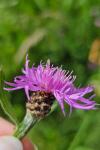 Centaurea jacea