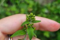 Hypericum hirsutum
