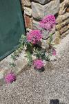 Centranthus ruber