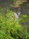 Carex pendula