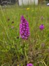 Anacamptis pyramidalis