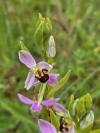 Ophrys apifera