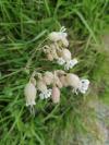 Silene vulgaris